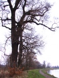 Black poplar